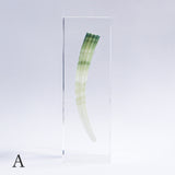 Dentalium elephantinum