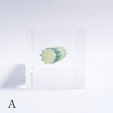 Dentalium elephantinum