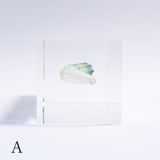 Dentalium elephantinum