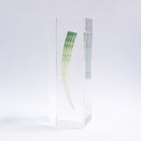 Dentalium elephantinum