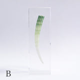 Dentalium elephantinum