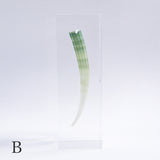 Dentalium elephantinum