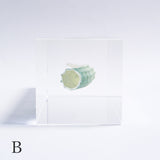 Dentalium elephantinum