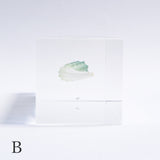 Dentalium elephantinum