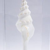 Fusinus colus