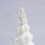 Fusinus colus