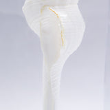 Fusinus colus