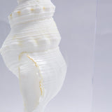 Fusinus colus