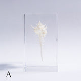 Murex tenuirostrum