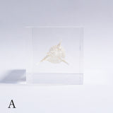 Murex tenuirostrum
