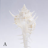 Murex tenuirostrum