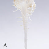 Murex tenuirostrum