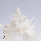 Murex tenuirostrum
