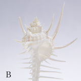 Murex tenuirostrum
