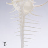 Murex tenuirostrum