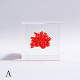 organ-pipe coral