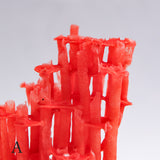 organ-pipe coral