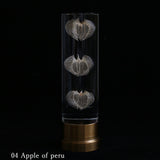 Sola lume -04 Apple of peru-