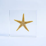 Starfish (Astropecten sp.)