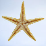 Starfish (Astropecten sp.)