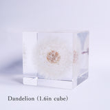 Sola cube HOLIDAY Set　【White】