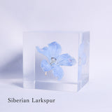 Sola cube HOLIDAY Set　【White】