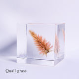 Sola cube HOLIDAY Set　【White】