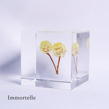 Sola cube HOLIDAY Set　【White】