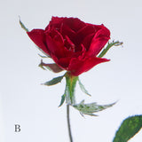 Rose(with stem)