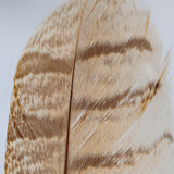 Bubo bubo feather