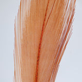 Lady Amherst's Pheasant feather