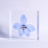 Siberian Larkspur 【Plate】