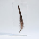 Chicken feather