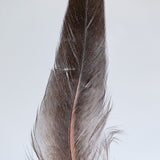 Chicken feather