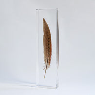 Pheasant feather