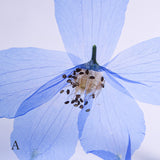 Siberian Larkspur 【Plate】