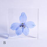 Siberian Larkspur 【Plate】
