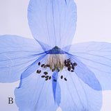 Siberian Larkspur 【Plate】