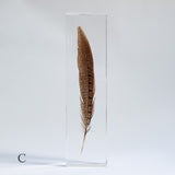 Pheasant feather