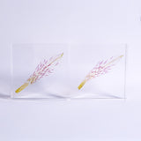 Alstroemeria【White】