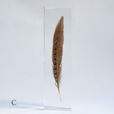 Pheasant feather