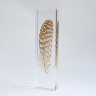 Common Kestrel feather