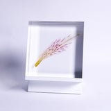 Alstroemeria【White】