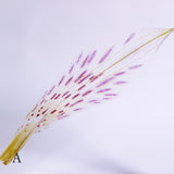 Alstroemeria【White】