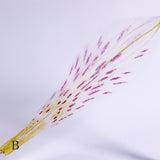 Alstroemeria【White】