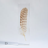 Common Kestrel feather