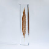 Golden Pheasant feather