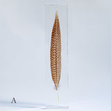 Golden Pheasant feather