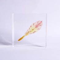 Alstroemeria【Yellow】