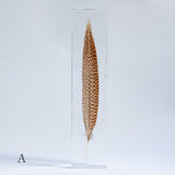 Golden Pheasant feather